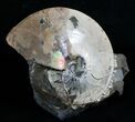 Placenticeras Ammonite - Pierre Shale, SD #6097-1